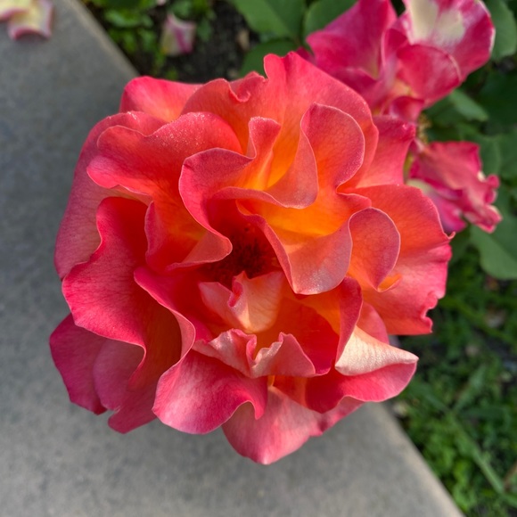 Meet your Posher, Nora - Picture 1 of 1